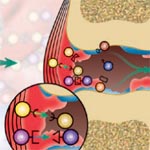 Immunological bystander reaction